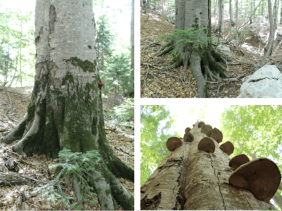 Ekspertët e mjedisit bashkohen për Zall Gjoçaj: zona me pyjet më të vjetër në Shqipëri nën rrezikun e hec-eve!