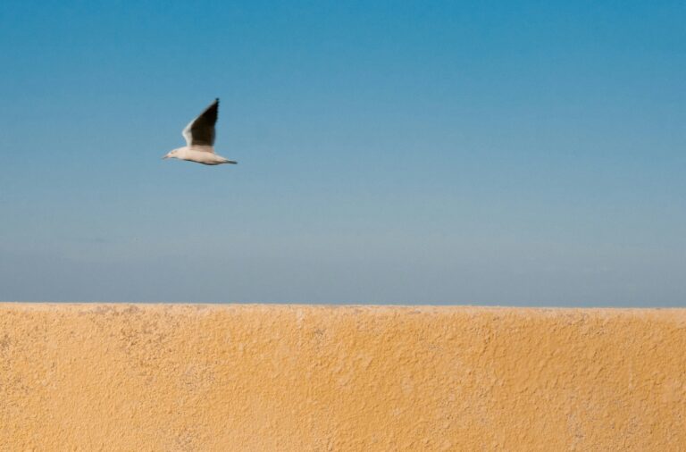 Read more about the article Çifuti dhe Antigona – Sllavoj Zhizhek (IV)